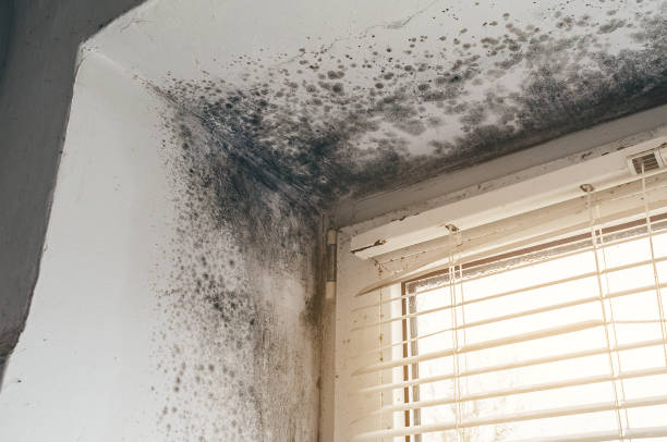 Affordable Black Mold Remediation solutions in Altamahaw, NC